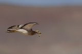 Eurasian Stone-Curlew (Burhinus oedicnemus ssp. insularum)