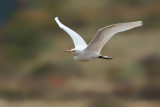 Cattle Egret (Bubulcus ibis)