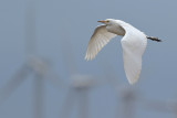 Cattle Egret (Bubulcus ibis)