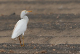 Cattle Egret (Bubulcus ibis)