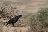 Northern Raven (Corvus corax ssp.tingitanus)