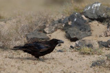 Northern Raven (Corvus corax ssp.tingitanus)