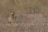 Eurasian Stone-Curlew (Burhinus oedicnemus ssp. insularum)