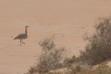 Canarian Houbara Bustard (Chlamydotis undulata fuertaventurae)