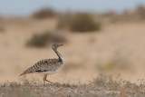 Canarian Houbara Bustard (Chlamydotis undulata fuertaventurae)