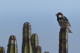 Spanish Sparrow (Passer hispaniolensis)