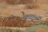 Canarian Houbara Bustard (Chlamydotis undulata fuertaventurae)