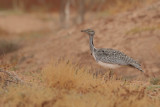 Canarian Houbara Bustard (Chlamydotis undulata fuertaventurae)