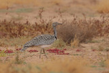 Canarian Houbara Bustard (Chlamydotis undulata fuertaventurae)