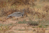 Canarian Houbara Bustard (Chlamydotis undulata fuertaventurae)