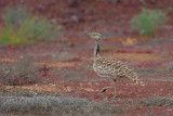 Canarian Houbara Bustard (Chlamydotis undulata fuertaventurae)