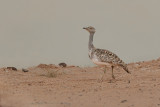 Canarian Houbara Bustard (Chlamydotis undulata fuertaventurae)