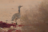 Canarian Houbara Bustard (Chlamydotis undulata fuertaventurae)