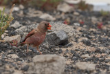Trumpeter Finch (Bucanetes githagineus)