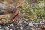 Trumpeter Finch (Bucanetes githagineus)