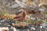 Trumpeter Finch (Bucanetes githagineus)
