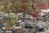 Trumpeter Finch (Bucanetes githagineus)