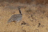 Canarian Houbara Bustard (Chlamydotis undulata fuertaventurae)