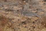 Canarian Houbara Bustard (Chlamydotis undulata fuertaventurae)