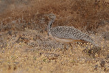 Canarian Houbara Bustard (Chlamydotis undulata fuertaventurae)