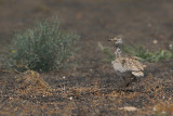 Canarian Houbara Bustard (Chlamydotis undulata fuertaventurae)