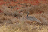 Canarian Houbara Bustard (Chlamydotis undulata fuertaventurae)
