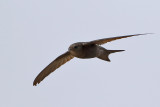 Plain Swift (Apus unicolor)