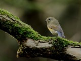 Red-flanked bluetail (Tarsiger cyanurus)