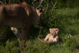 Masai Mara, Kenya