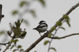 Withalsvliegenvanger / Collared Flycatcher / Ficedula albicollis