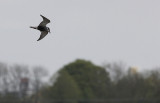 Witwangstern / Whiskered Tern / Chlidonias hybrida