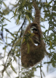 Buidelmees / Penduline Tit / Remiz pendulinus