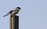 Kleine Klapekster / Lesser Grey Shrike / Lanius minor