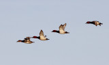 Tafeleend / Common Pochard / Aythya ferina