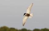 Witwangstern / Whiskered Tern / Chlidonias hybrida