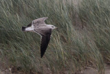 Baltische Mantelmeeuw / Baltic Gull / Larus fuscus fuscus
