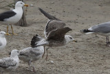 Baltische Mantelmeeuw / Baltic Gull / Larus fuscus fuscus