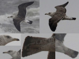 Baltische Mantelmeeuw / Baltic Gull / Larus fuscus fuscus