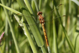 Beekoeverlibel / Orthetrum coerulescens