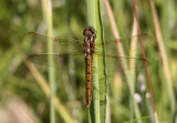 Beekoeverlibel / Orthetrum coerulescens
