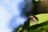 Kleine IJsvogelvlinder / Limenitis camilla