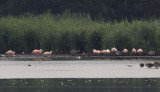 Europese Flamingo / Greater Flamingo / Phoenicopterus roseus