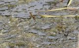 Vuurlibel / Crocothemis erythraea