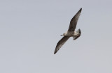 Zilvermeeuw / Herring Gull / Larus argentatus