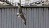 Geelpootmeeuw / Yellow-legged Gull / Larus michahellis