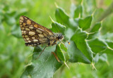 Bont Dikkopje / Carterocephalus palaemon