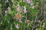 Kommavlinder / Hesperia comma
