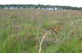 Kommavlinder / Hesperia comma