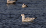 Zilvermeeuw / Herring Gull / Larus argentatus