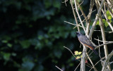 Gekraagde Roodstaart / Common Redstart / Phoenicurus phoenicurus